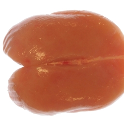 Blanc de poulet double