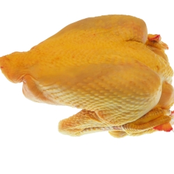 Poulet jaune LR effilé